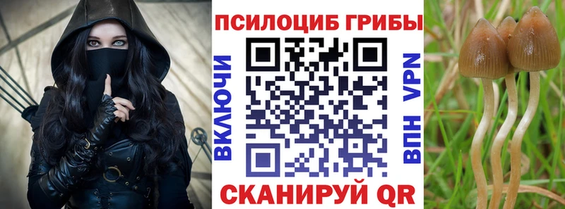 Галлюциногенные грибы Psilocybe  Белово 